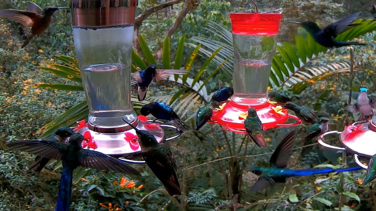 How Do Hummingbirds Find Feeders We Love Hummingbirds