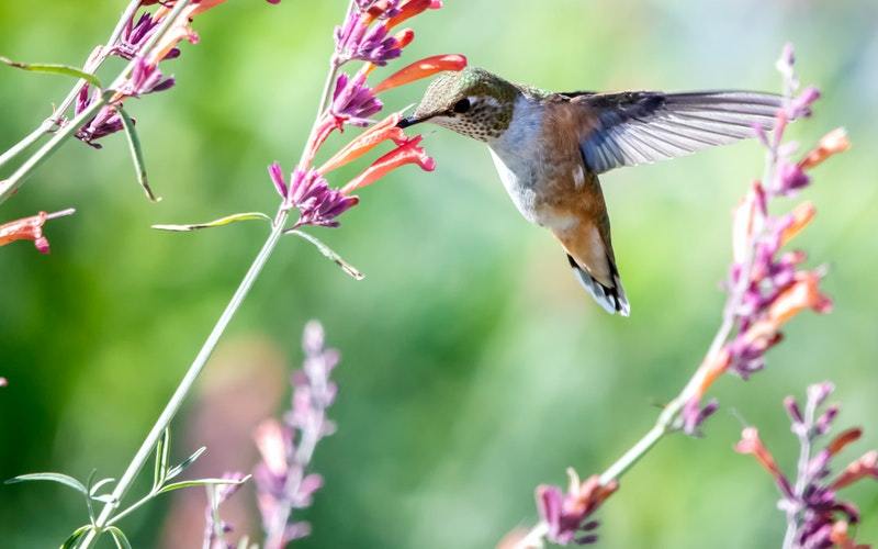 Watch These Behind the Scenes from PBS' Hummingbirds! – We Love ...